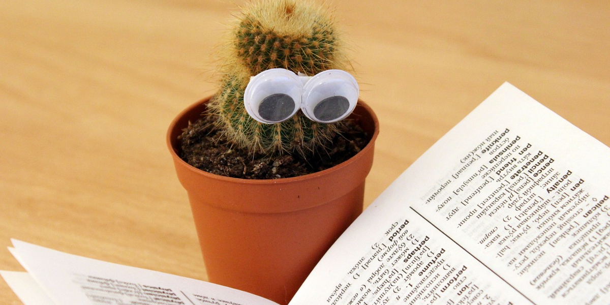 кактус з очима